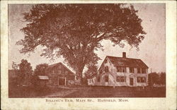 Billing's Elm, Main Street Hatfield, MA Postcard Postcard