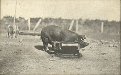 Black Pig - Hog-Joy Pig Oiler Pigs Postcard Postcard