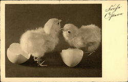 Two Easter Chicks Postcard