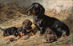 Dog and Three Puppies Dachshunds Postcard Postcard