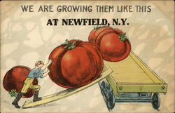 We are Growing Them Like This at Newfield, N.Y Exaggeration Postcard Postcard