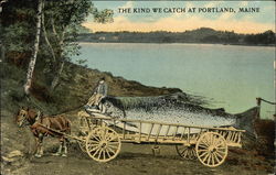 The Kind we Catch at Portland, Maine Exaggeration Postcard Postcard