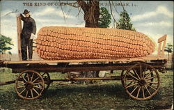 Giant Ear of Corn on Wagon Postcard