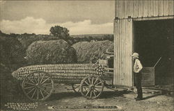 Corn Grows Big in Texas Postcard