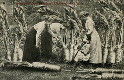 Carrots - How we do things at Grand Forks ND Exaggeration Postcard Postcard