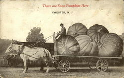 There are Some Pumpkins Here, Chester, N.J Postcard