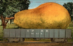 A Carload - a Mammoth Pear From Exaggeration Postcard Postcard