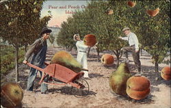 Pear and Peach Orchard, Idaho Postcard