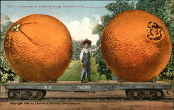 A Carload of Mammoth Navel Oranges From ---- Exaggeration Postcard Postcard