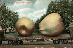 Specimen of California Apples Postcard