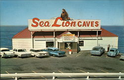 Sea Lion Caves - Year Round Home of the Wild Sea Lions Florence, OR Postcard Postcard