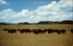 The Famous Philmont Buffalo Herd Cimarron, NM Postcard Postcard