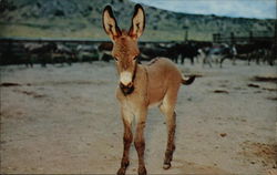 The Pack Burro Boy Scouts Postcard Postcard