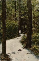 Scenic Path in Wildwood Park Postcard