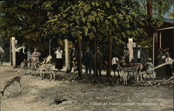 Deer at Paxtang Park Harrisburg, PA Postcard Postcard