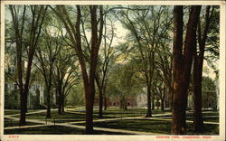 Harvard Yard Postcard