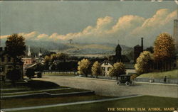 The Sentinel Elm Postcard