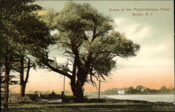 Scene on the Poppoosesquaw Road Bristol, RI Postcard Postcard