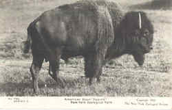 American Bison Apache, New York Zoological Park Postcard Postcard