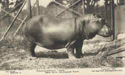 Hippopotamus Pete, New York Zoological Park Postcard Postcard