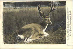 Mulf Deer, New York Zoological Park Postcard