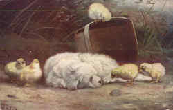 Dog and Chicks Dogs Postcard Postcard