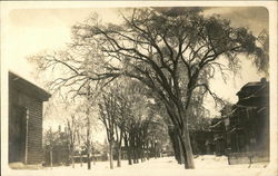 Tree-Lined Street in Winter Postcard