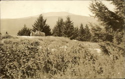 Sheep in Field Postcard