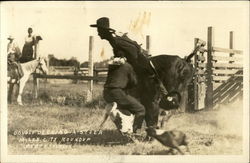 Double Decking a Steer - Miles City Roundup Montana Postcard Postcard