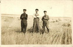 Grain farmers in the field after harvest Farming Postcard Postcard