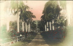 Avenue of Palm Trees, Tinted Honolulu, HI Postcard Postcard