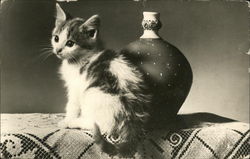 Black and White Kitten by Vase on Lace Runner Cats Postcard Postcard