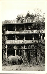 Elephant By Building Nyeri, Kenya Africa Postcard Postcard