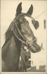 Portrait of a horse with blinders Horses Postcard Postcard