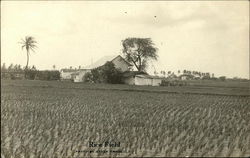 Rice Field Hawaii Postcard Postcard