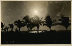 View of Palm Trees at Sunset Honduras Central America Postcard Postcard