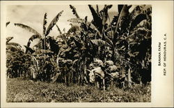 Banana Farm Honduras Central America Postcard Postcard