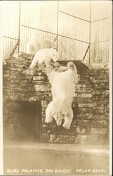 Ours Polaires, Zoo Quebec, Polar Bears Postcard Postcard