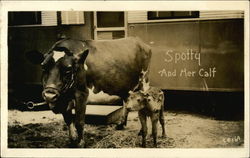 Spotty and her Calf Cows & Cattle Postcard Postcard