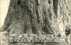 The Oldest Living Thing, General Custer Sequoia Big Tree Park, CA Postcard Postcard