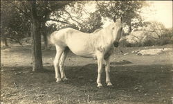 Photo of a horse Postcard