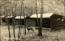 Adirondack Shelters New York Boy Scouts Postcard Postcard