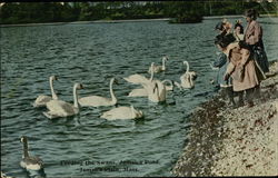 Feeding the Swans, Jamaica Pond Jamaica Plain, MA Postcard Postcard