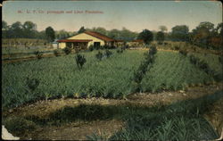 U.F. Co. Pineapples and Lime Plantation Costa Rica Central America Postcard Postcard