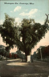 Washington Elm Postcard