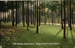 The Grove, Pinehurst Park Postcard