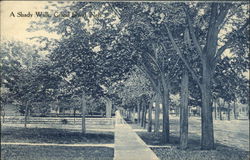 A Shady Walk Postcard