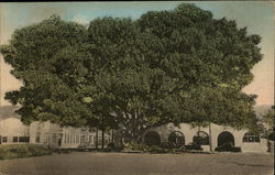 Moreton Bay Fig Tree on Southern Pacific Station Grounds Postcard