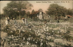 Cotton Picking Time Southern Pines, NC Postcard Postcard