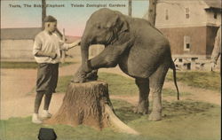 Toledo Zoological Gardens - Toots the Baby Elephant Ohio Postcard Postcard